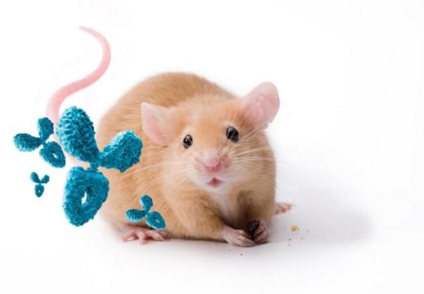 Mouse Antibody